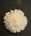 Handcrafted White Shola Flower | Eco-Friendly Natural Decorative Craft (Set of 10)
