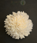 Handcrafted White Shola Flower | Eco-Friendly Natural Decorative Craft (Set of 10)