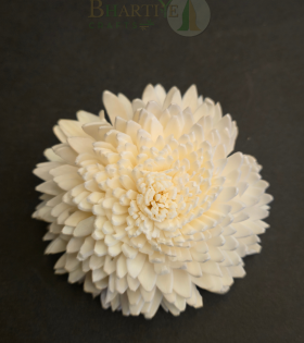 Handcrafted White Shola Flower | Eco-Friendly Natural Decorative Craft (Set of 10)